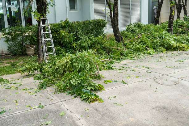 Best Arborist Consultation Services  in Placitas, NM